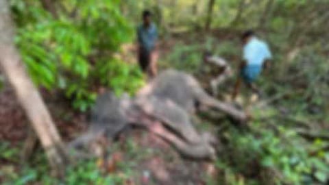 നിലമ്പൂർ വനത്തിൽ മൂന്ന് കാട്ടാനകൾ ചരിഞ്ഞ നിലയിൽ; ജഡത്തിന് നാല് ദിവസത്തോളം പഴക്കം