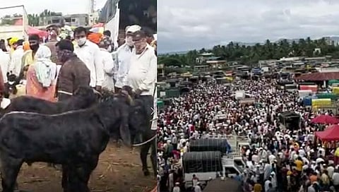 रेकॉर्ड ब्रेक : लोणंद येथील बकरी-बोकड बाजारात गर्दी