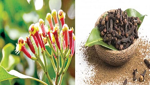 लवंग पीक आपल्याकडेही घेता येते; जाणून घ्या लागवड कशी करावी?
