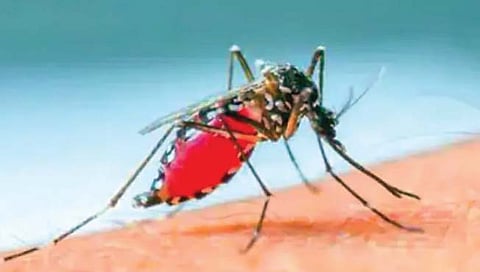 मलेरिया फैलावणार्या डासांना बनवले जाणार अप्रजननक्षम