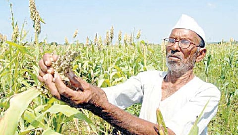 महाराष्ट्र : ७७% पीकक्षेत्र धोक्यात!