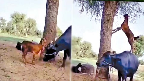 झाडाची कोवळी पाने खाण्यासाठी बकरी ने लढवली शक्कल!