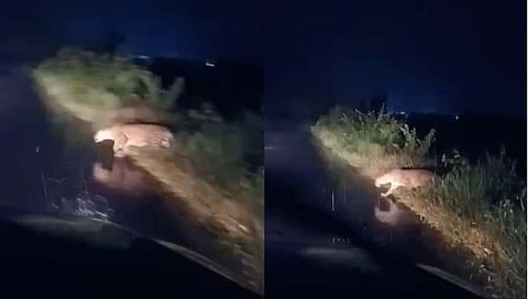 कडूस- खेड रस्त्यावर बिबट्याचा वावर ; नागरिक भयभीत