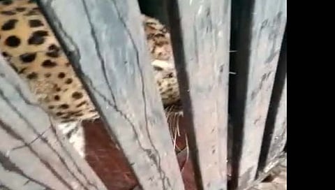निमोणे : गुनाटच्या कोळपेवाडीत बिबट्या जेरबंद