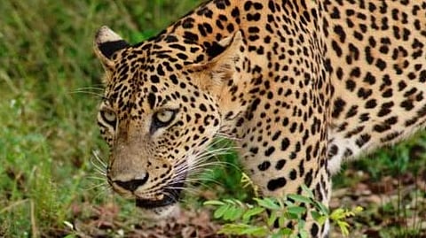Leopard News
