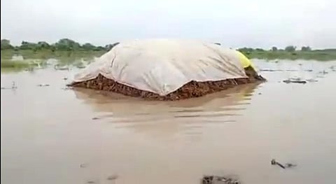 वाशिम : पावसाने सोयाबीनच्या शेंगांना फुटले कोंब
