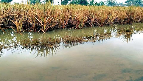 अतिवृष्टी अनुदान : अतिवृष्टीग्रस्त शेतकर्यांना 10 हजार कोटींचे पॅकेज, 55 लाख हेक्टरचे नुकसान