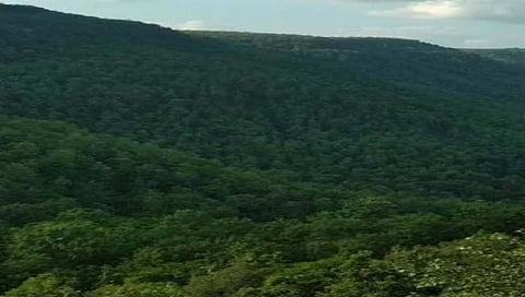 या जंगलाखाली दडलेत ५५ हजार कोटींचे हिरे