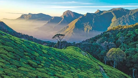 जैवविविधतेच्या रक्षणासाठी पुन्हा एकदा ‘पश्चिम घाट वाचवा’ मोहीम