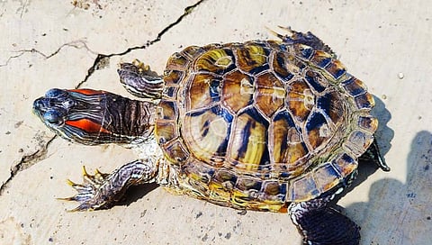 American Turtle : सोनवडीत सापडले अमेरिकन कासव