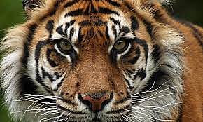 Tiger Attack : पट्टेदार वाघाच्या हल्ल्यात शेतकरी, वनमजूर जखमी