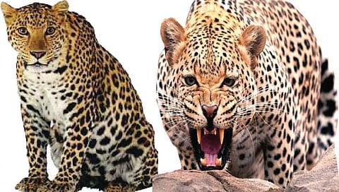 Nashik Leopard Attack : बिबट्यांच्या जोडीचा शेतकरी भावंडावर हल्ला, दोघेही जखमी