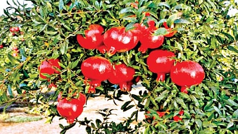 Pomegranate News