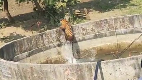 चंद्रपूर : विहिरीबाहेर येताच पट्टेदार वाघाने धूम ठोकली!