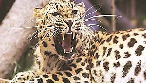 leopard attack : शिंगवे येथील दोन वर्षाच्या मुलाला बिबट्याने पळवल्याची शक्यता