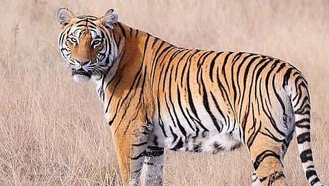तिलारी काॅन्झर्वेशन रिझर्व्ह’मध्ये पट्टेरी वाघाने केली शिकार