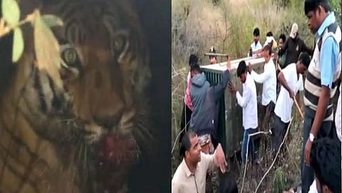 चंद्रपूर : पिटाळून लावलेली वाघीण पुलात घुसली अन् पिंजऱ्यात अडकली!
