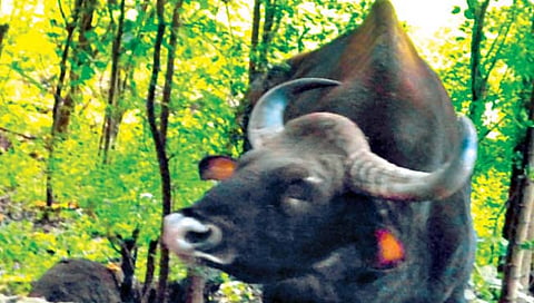 कोल्हापूर : गेला गवा कुणीकडे?