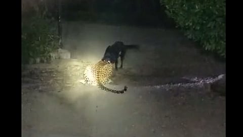 पुणे : लांडेवाडी येथे कुत्र्याने बिबट्याला लावले पळवून ; व्हिडिओ व्हायरल