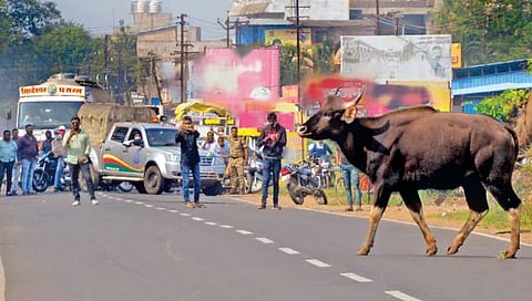 कोल्हापूर : गुरुवारी दुपारी पावणेदोनच्या सुमारास गव्याने आंबेवाडीजवळ कोल्हापूर-रत्नागिरी मार्ग असा दिमाखात पार केला. यावेळी अनेकांनी त्याची छबी मोबाईल कॅमेर्यात टिपली. (छाया : पप्पू अत्तार)