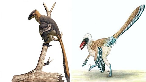 डायनासोर : करवतीसारखे दात, कोंबडीसारखी शेपूट असणारा डायनासोर