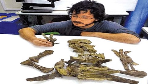 शेपटीचा वापर हत्यारासारखा करणारा डायनासोर!