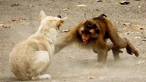 Beed Monkey Revenge : बीडमध्ये माकडांचा ‘धिंगाणा’, जगभरातील माध्यमांनी घेतली दखल