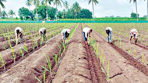 Sugarcane varieties : उसाचे फायदेशीर वाण : को-86032