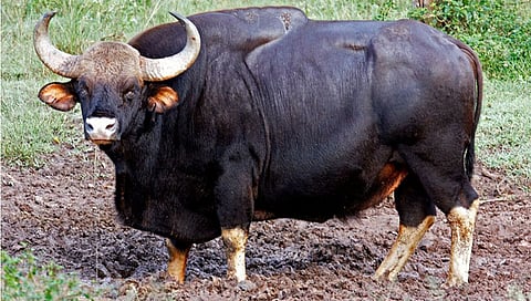 Kolhapur Indian gaur attack