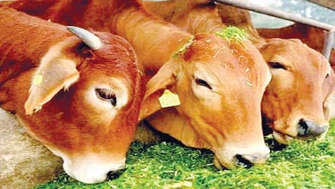 Animal Feed