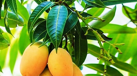 शेतकऱ्यांसाठी आनंदाची बातमी! यंदा आंब्याचा राजा अल्फोन्सोची अमेरिकेत करता येणार निर्यात