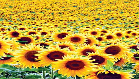 flower Farming