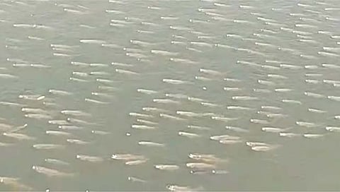 जल प्रदुषणामुळे पंचगंगा नदीत हजारो मासे पाण्यावर तरंगतानाचा व्हिडिओ व्हायरल