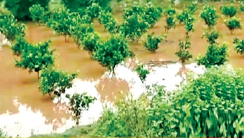 सोलापूर : अतिवृष्टीबाधित शेतकर्यांचे २० कोटी थकले; दुसर्या टप्प्यातील निधीकडे शेतकर्यांचे लक्ष