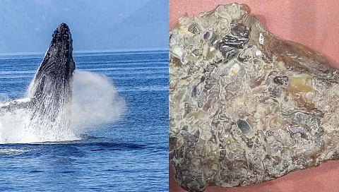 whale fish vomit : व्हेल माशांची उलटी, खवल्या मांजर, घोरपडींसाठी एवढे पैसे का मोजले जातात?