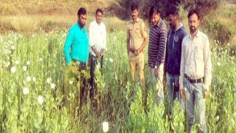 कांदा मक्याच्या शेतात अफूची लागवड ; १२ लाखांचा माल जप्त, दोघांवर गुन्हा दाखल