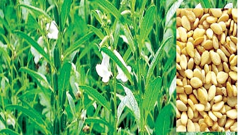 तिळाची शेती करताना…