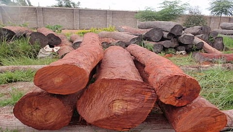 ..अन् शेतकर्यांनाच लागले चंदन ; रक्तचंदन लागवड, अनुदानाच्या आमिषाने लाखोंचा गंडा