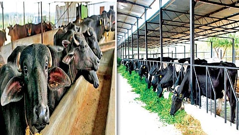 पशुपालन : गरिबांसाठी उत्तम उत्पन्नस्रोत