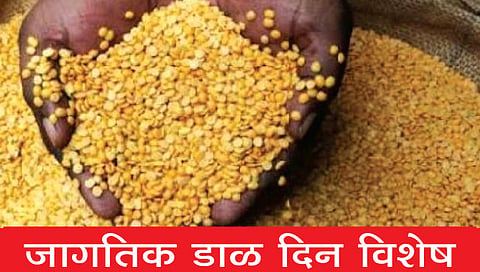 जागतिक डाळ दिन विशेष : तूरडाळीची दररोज 50 टन आवक