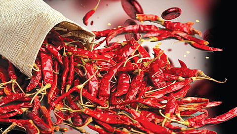कोल्हापूर : मिरचीचा तोरा वाढला