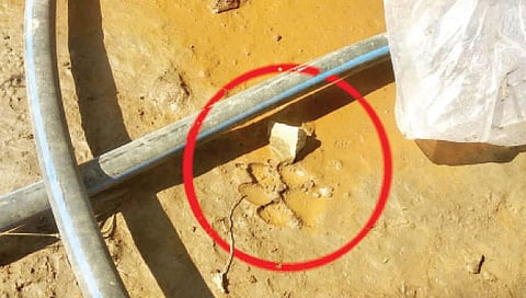 इस्लामपूर मध्ये बिबट्याची एन्ट्री