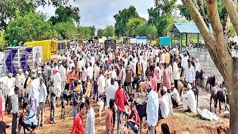 निपाणी बकरी बाजारात कोट्यवधींची उलाढाल, बकर्यांची आवक वाढली