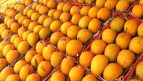 मुंबई : अवकाळीमुळे हापूसची आवक आणखी आठवडाभर लांबणीवर