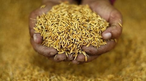 देशात यंदा तांदळाचे विक्रमी उत्पादन; सलग दुसर्या वर्षी जगात दुसर्या स्थानी