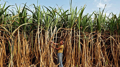 Sugarcane