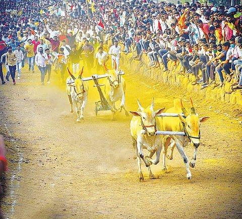 The first turn of the bullock cart race to be played in Mavla!