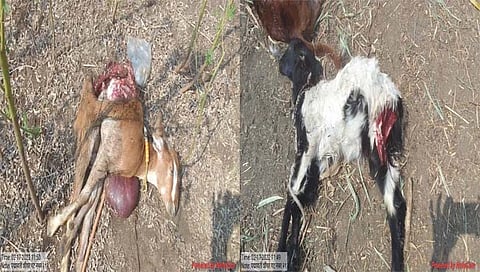 Jalna : लांडग्याच्या हल्ल्यात तीन शेळ्या व एक वासरू ठार