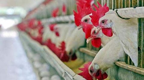 Bird flu : ठाण्यात बर्ड फ्लूचा उद्रेक, २५ हजार कोंबड्यांना मारण्याचा प्रशासनाचा निर्णय