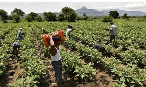 farm in Maharashtra